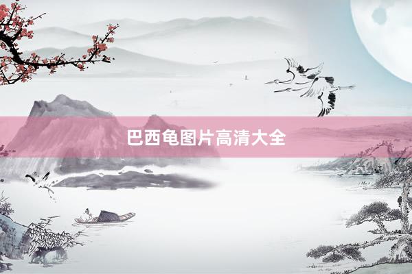 巴西龟图片高清大全